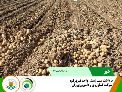 سیب زمینی2