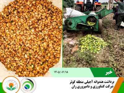 هندوانه آجیلی1
