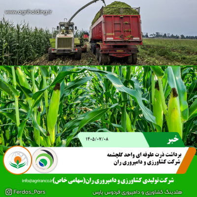 برداشت ذرت علوفه ای