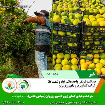 برداشت نارنگی