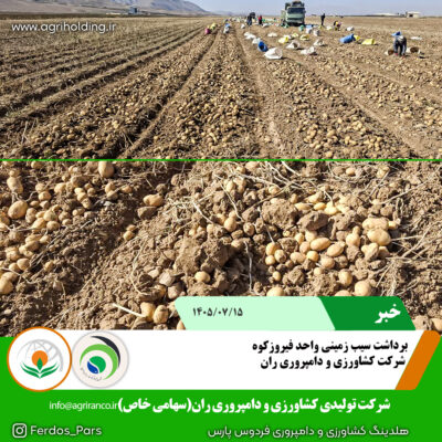سیب زمینی2