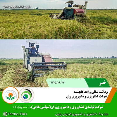 شالی گلچشمه