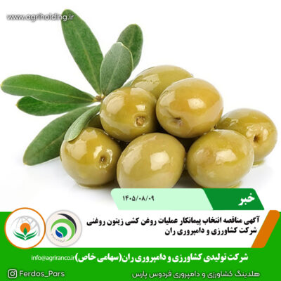 پیمانکار روغنکشی زیتون