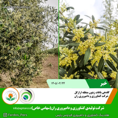 گل دهی زیتون
