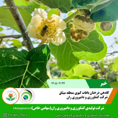 گلدهی کیوی copy